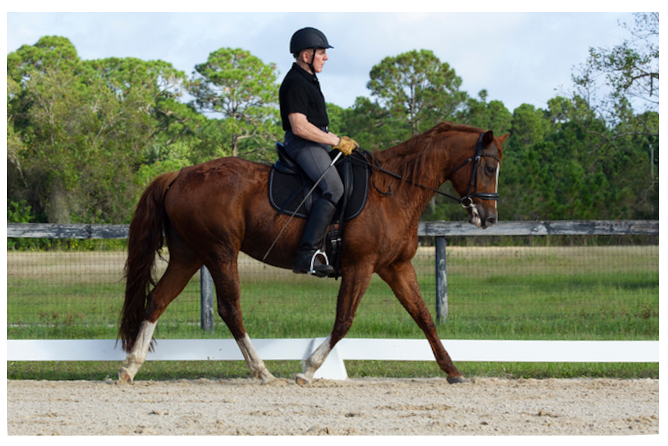 Starting young horses